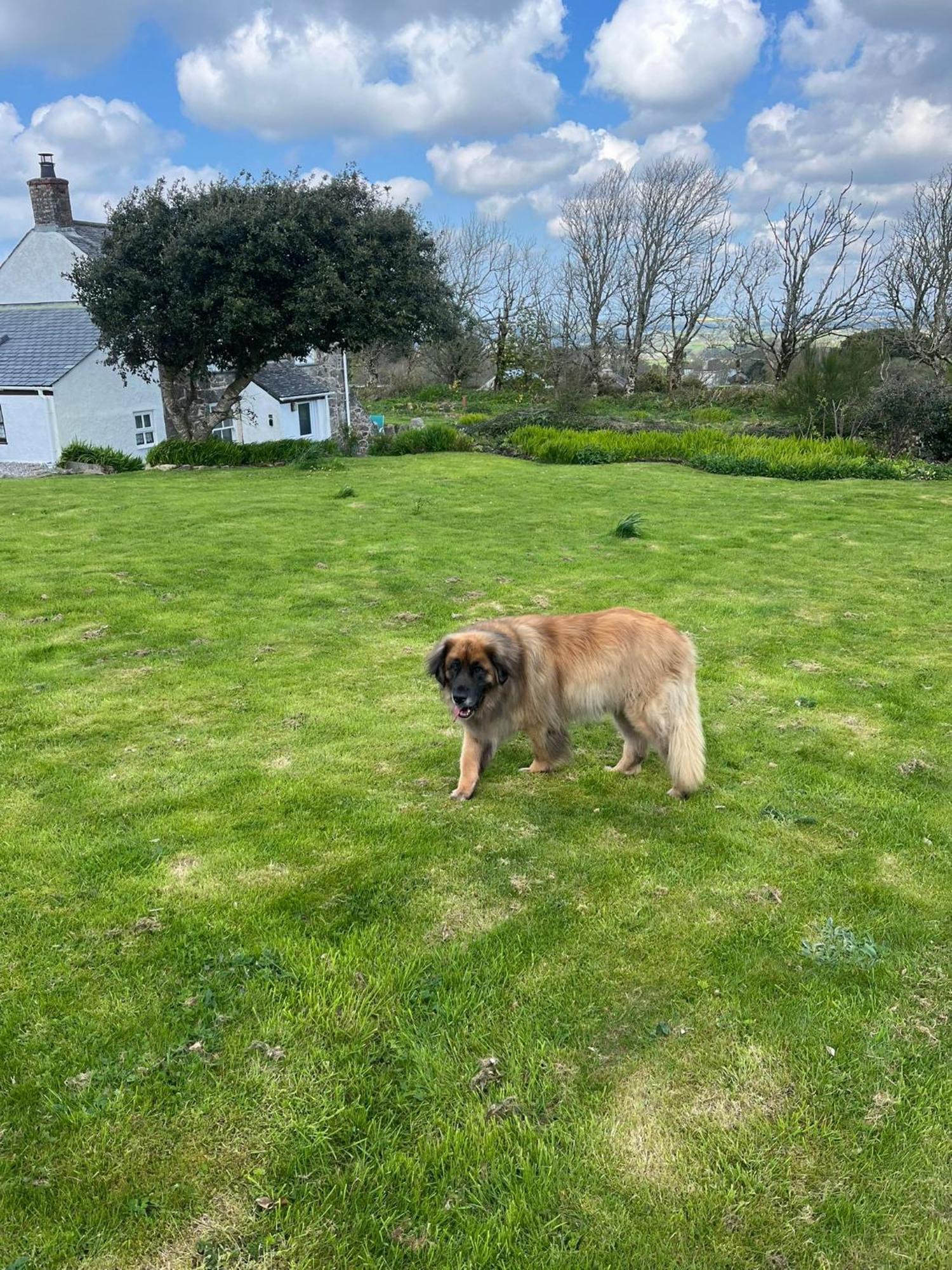Kitts Cottage, Redruth, Cosy Cornish Retreat Esterno foto